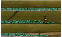 AI摄像误认裁判光头为足球 球迷看了90分钟光头裁判