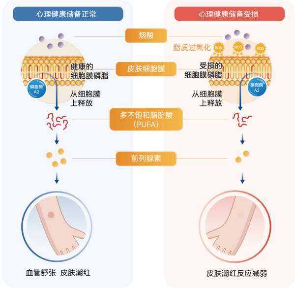 添音生物新一代皮肤烟酸反应测试仪二类获批！NSR产品体系正持续升级